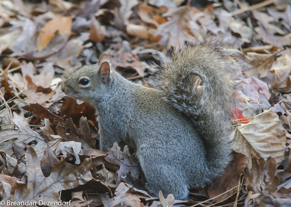 A squirrel looking through the foliage for food