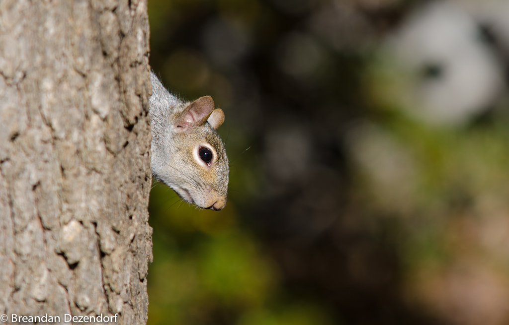 A squirrel pokes it's head around a tree.
