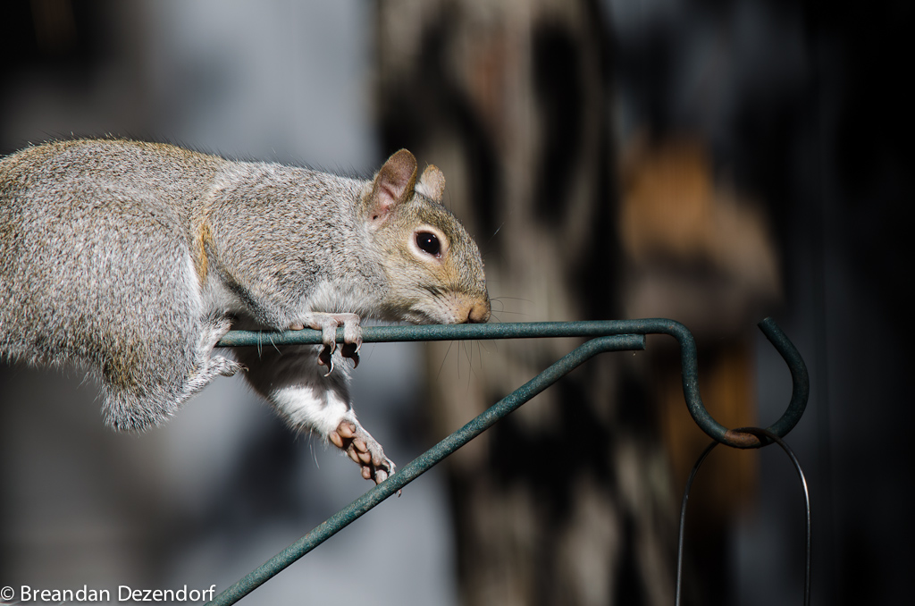 A squirrel climbing out in a bird feeder.