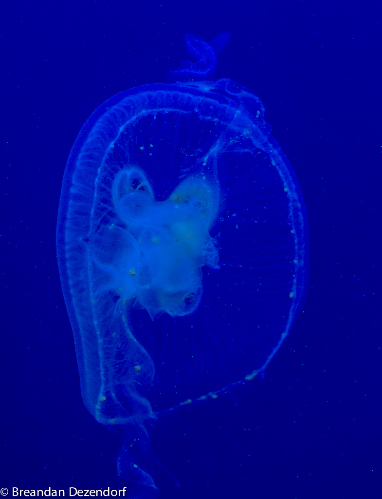 Jellyfish at the Pine Knoll Shores Aquarium.