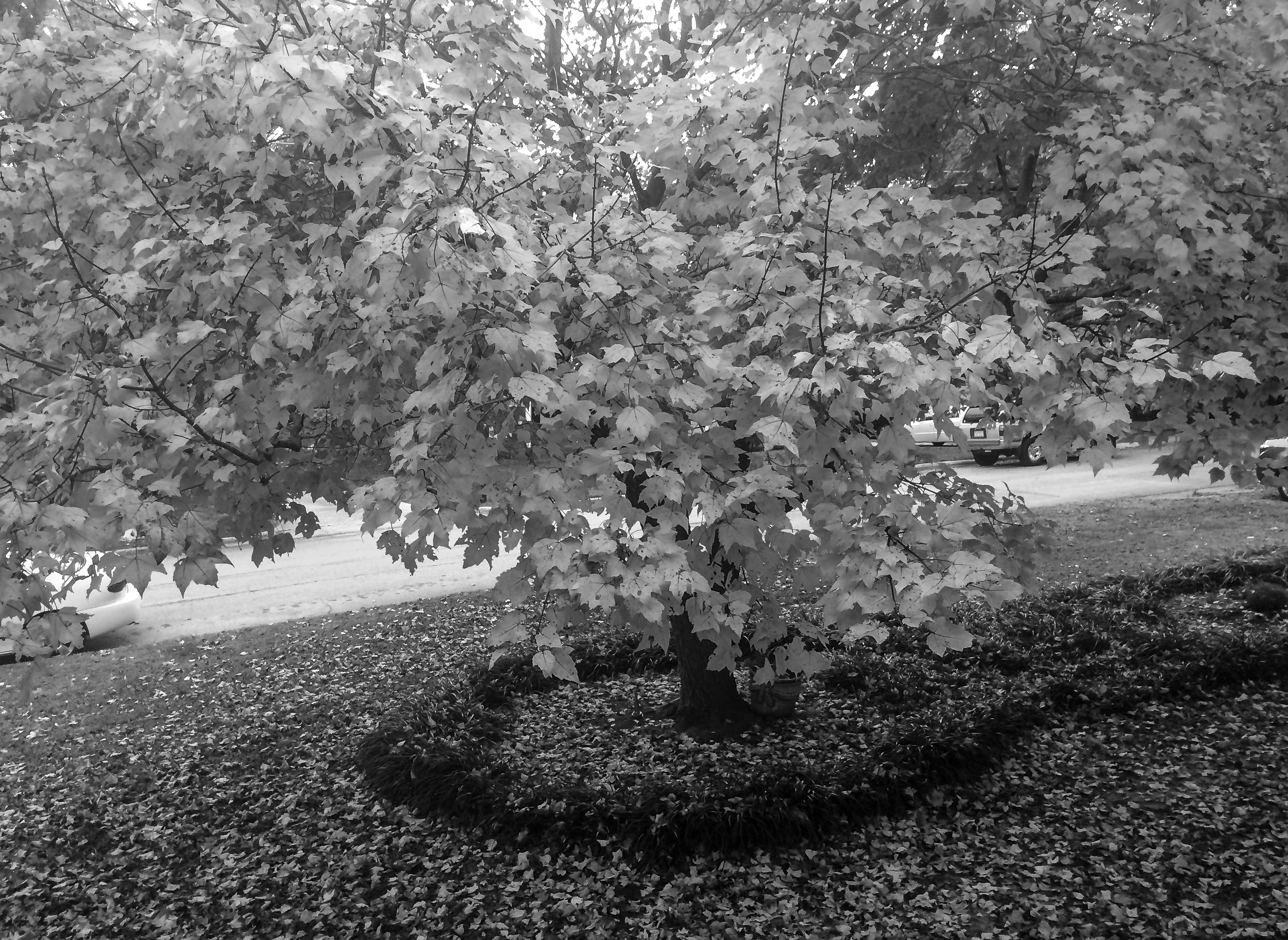Sugar Maple Tree, Black and White