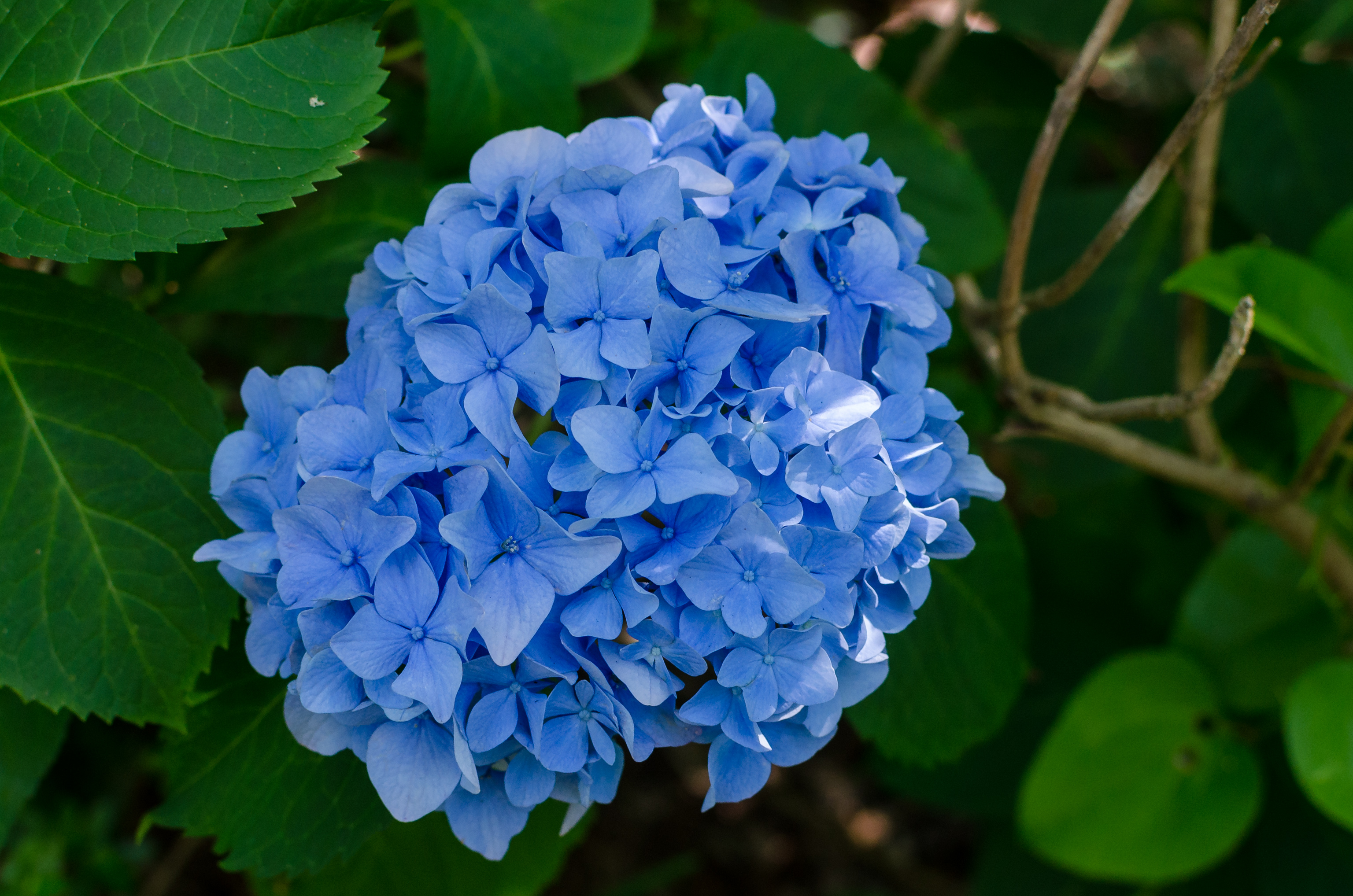 Summer Flowers